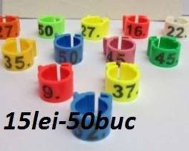 45427204_2043256569030656_7910838324779024384_n (1) - INELE PORUMBEI 2019 FCI-FRSC-SI Amatori