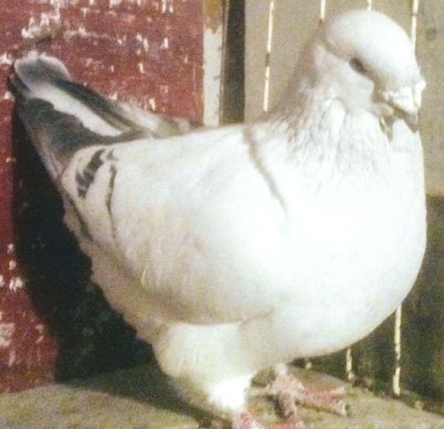  - - A - CRESCATOR POLIVALENT