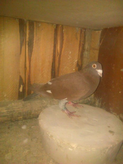  - Meulemans pe rosu si galben