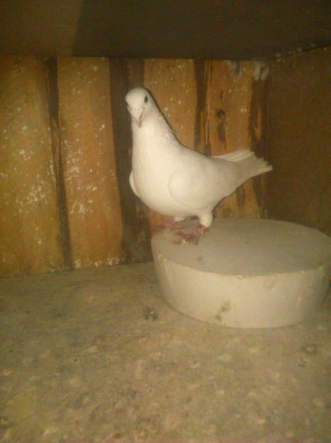  - Voiajori albi si baltati