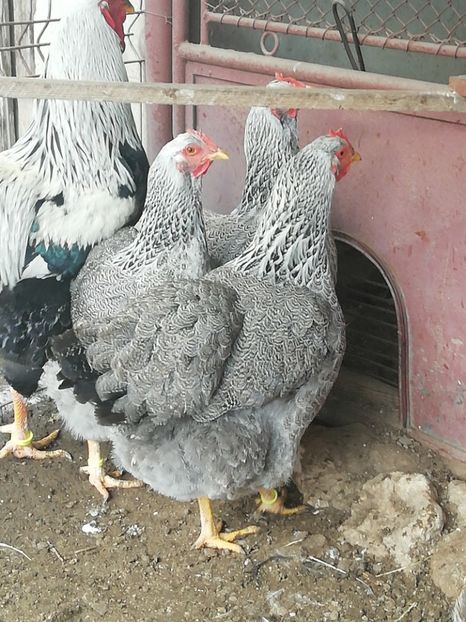  - DE PRIN CURTE CU CE AM DETINUT