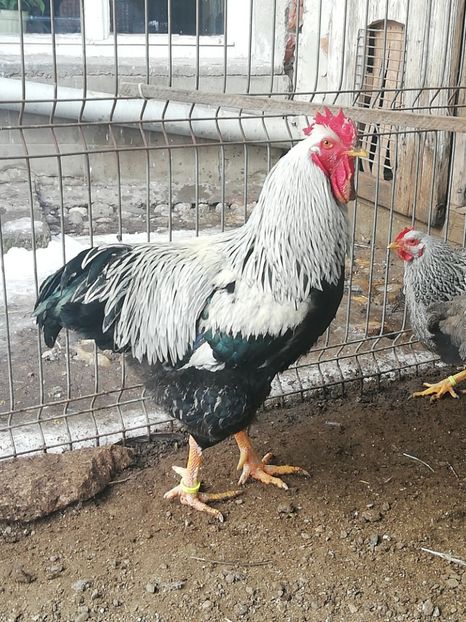 Cocos PLYMOUTH  Silver - AMINTIRI