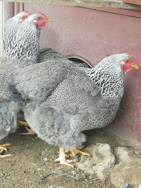 Plymouth Silver - AMINTIRI