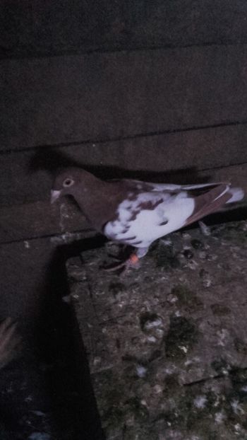  - Meulemans pe rosu si galben