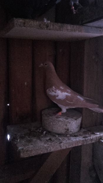  - Meulemans pe rosu si galben