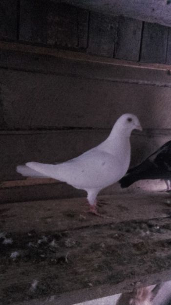  - Voiajori albi si baltati