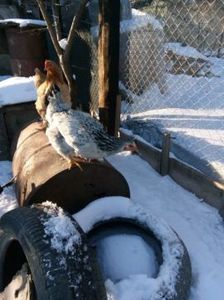 temp2 - Păsări din gospodărie