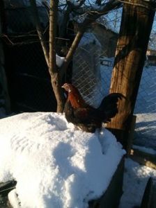 temp0 - Păsări din gospodărie