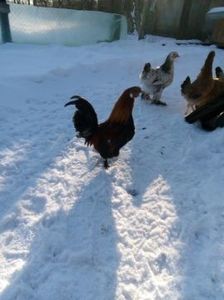 temp1 - Păsări din gospodărie