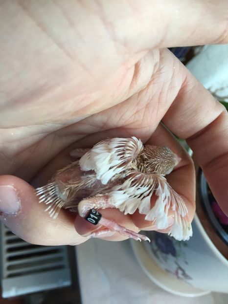 1900D150-5E7A-42B4-8330-57051A295100 - 2019-minicrescatorie balcon