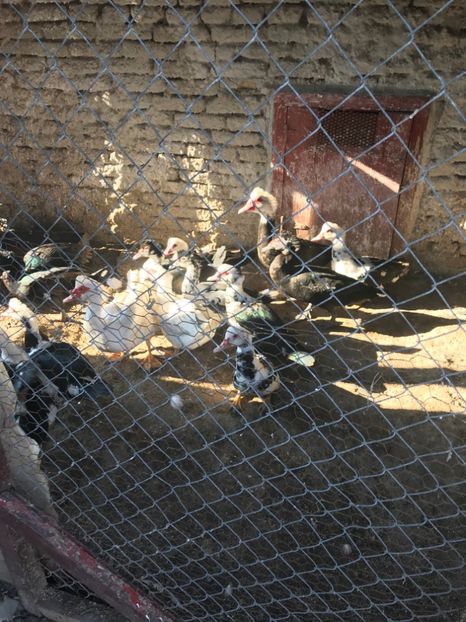 tineret pt 2019 - rate mute lesesti 2019