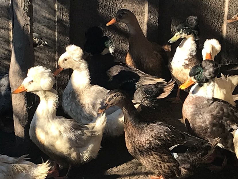  - rate romanesti motate 2019