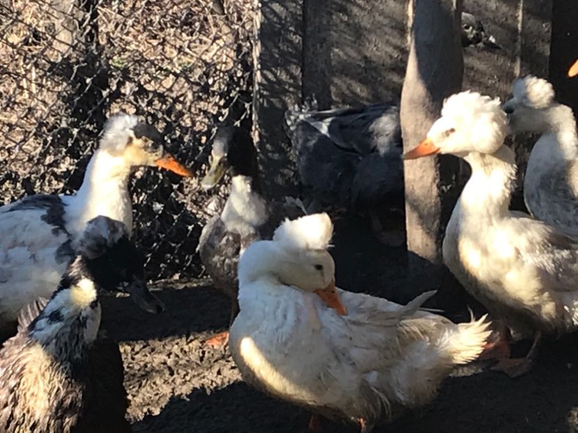  - rate romanesti motate 2019