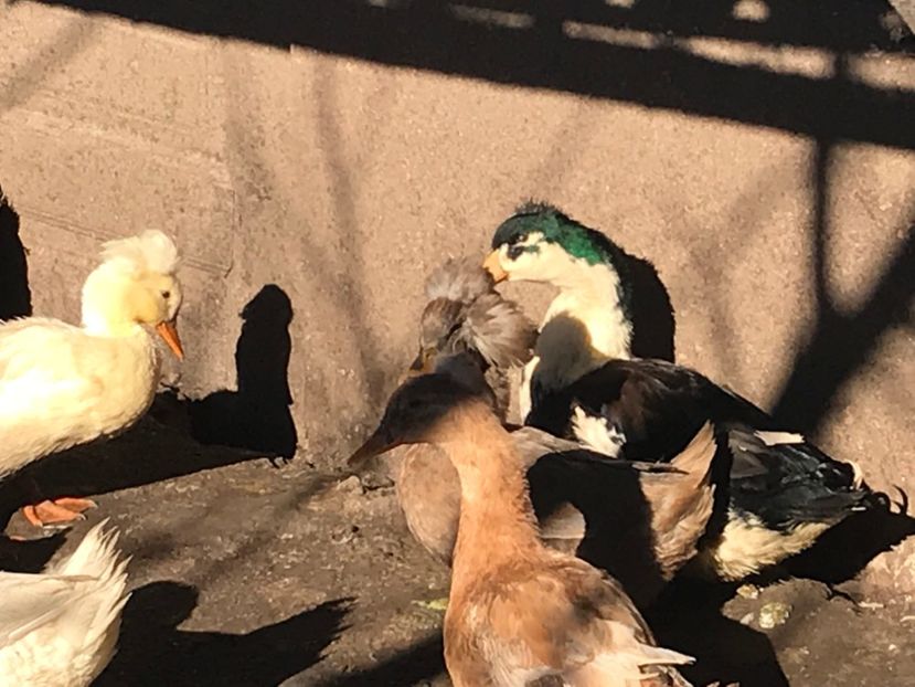  - rate romanesti motate 2019