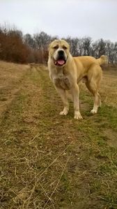 IMG-20190116-WA0010 - -Monta 8 ianuarie 2019