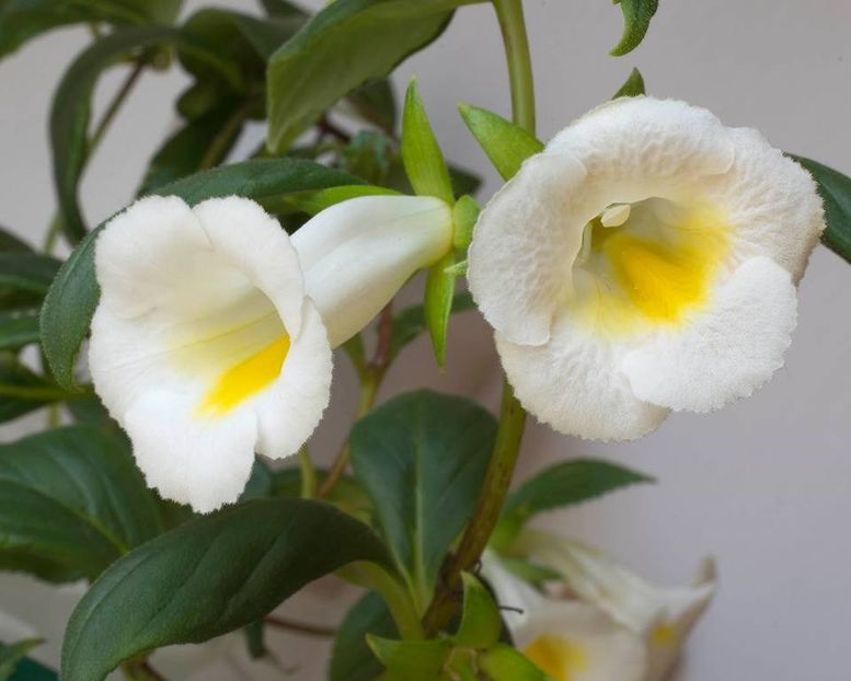 Achimenes glabrata v. Oro - 0 - NOUTATI IN COLECTIA MEA 2019