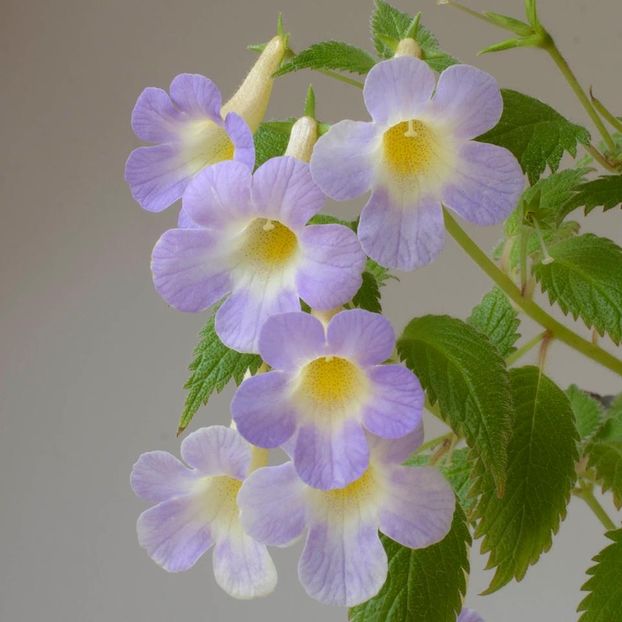 MM_s Blue Moon - 0 - NOUTATI IN COLECTIA MEA 2019