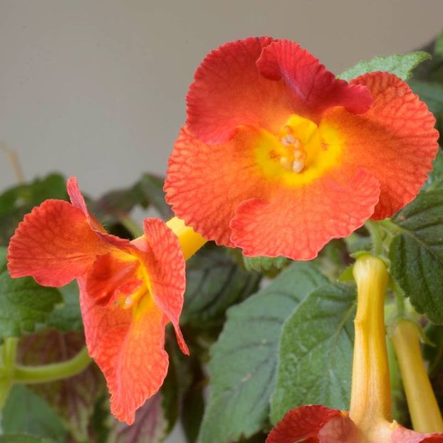 xA MM_s Irina - 0 - NOUTATI IN COLECTIA MEA 2019