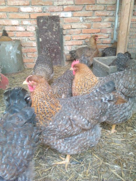  - BIELEFELDER MARE 2019