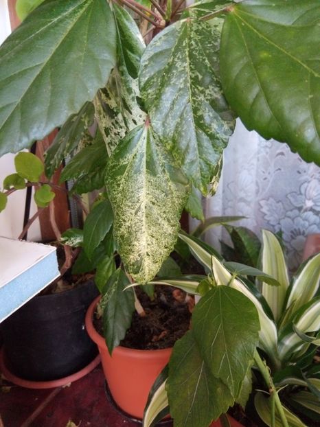 Multumesc,d-na Ciorascu Mioara! - ianuarie 2019