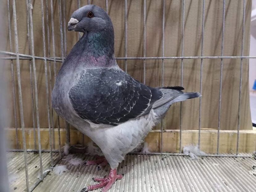 67E4D3D2-C092-492F-8DD1-8CDD18E2D542 - Expozitie Kondoros 2019