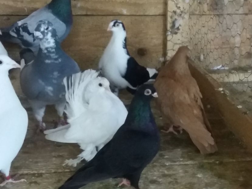  - femele ardeleni 2019