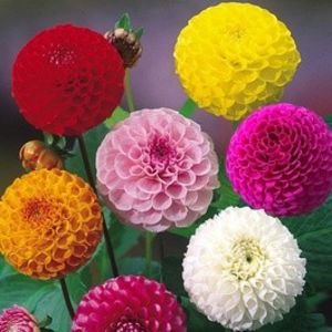  - SEMINTE DAHLIA - D 102 POMPON MIX