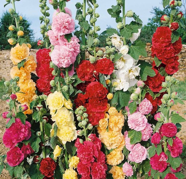  - SEMINTE NALBA DE GRADINA DUBLA - D 103 MIX