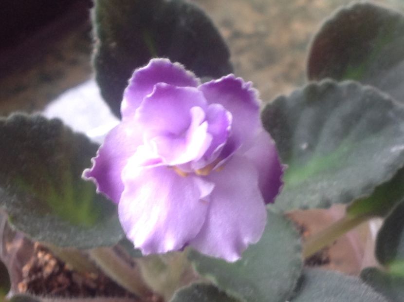 OP Trinidad II - Violete de colecție cand nu poti sa te oprești 2018aprilie