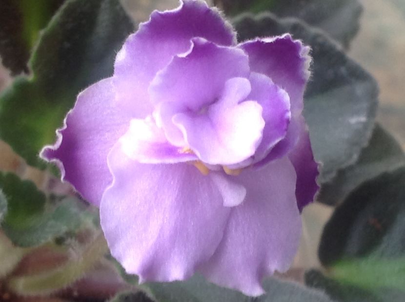 OP Trinidad II - Violete de colecție cand nu poti sa te oprești 2018aprilie