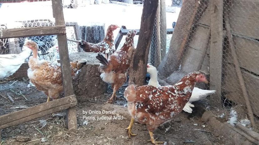  - Pui de gaini românești vara 2018