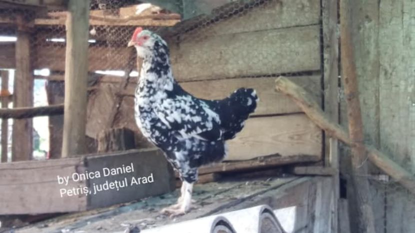  - Pui de gaini românești vara 2018