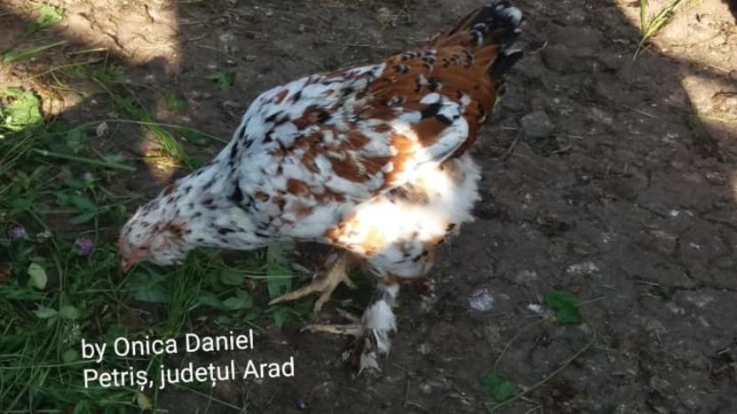  - Pui de gaini românești vara 2018