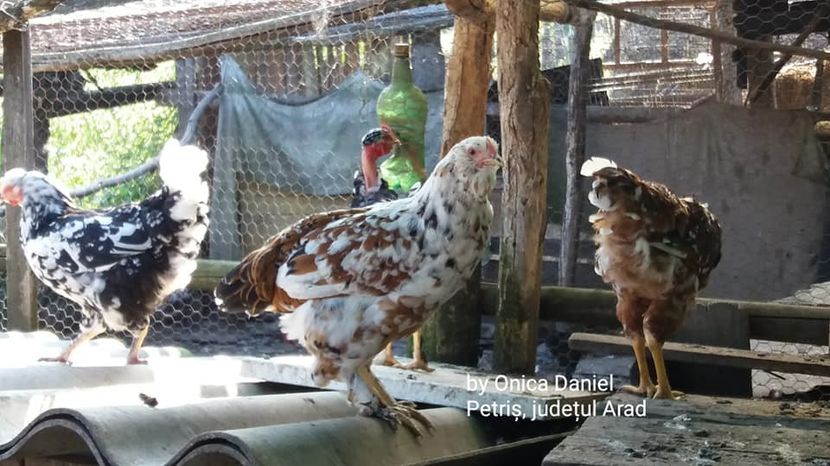  - Pui de gaini românești vara 2018