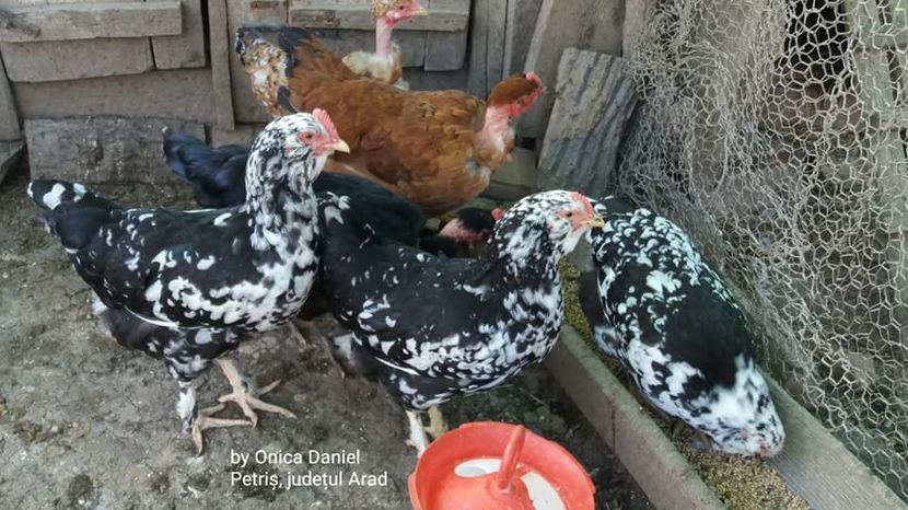  - Pui de gaini românești vara 2018