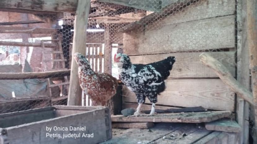  - Pui de gaini românești vara 2018