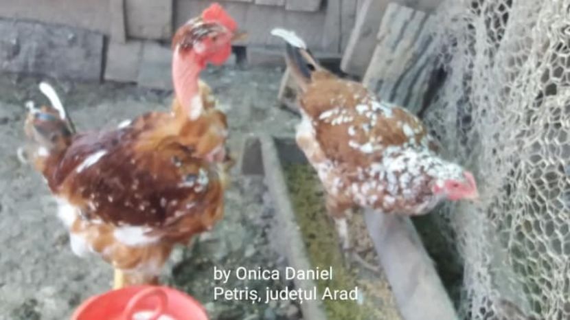  - Pui de gaini românești vara 2018