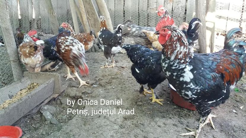  - Pui de gaini românești vara 2018