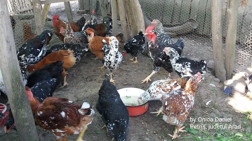  - Pui de gaini românești vara 2018