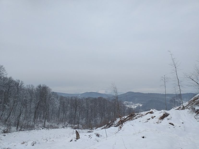 Peisaj  în drujbă - Tăieri la Băile Govora ianuarie 2019