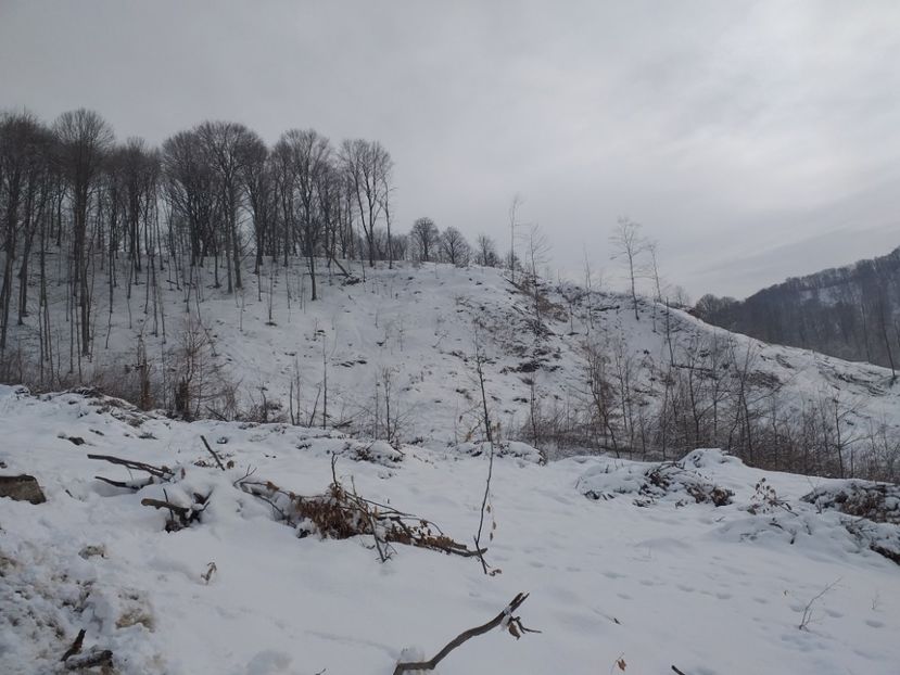  - Tăieri la Băile Govora ianuarie 2019