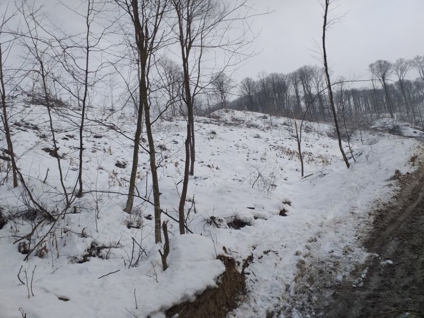  - Tăieri la Băile Govora ianuarie 2019