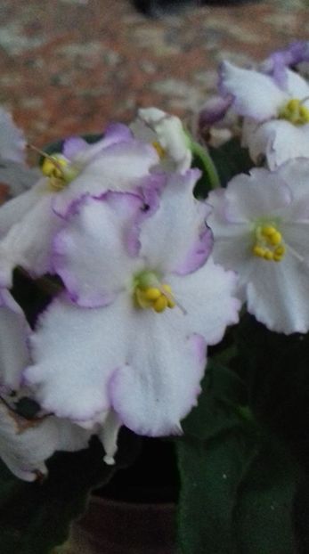  - 000 A ALE MELE VIOLETE