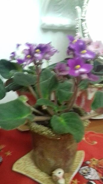  - 000 A ALE MELE VIOLETE