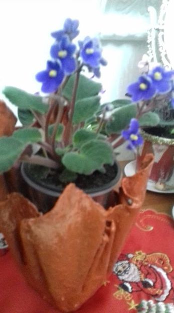 Bud's Gram - 000 A ALE MELE VIOLETE