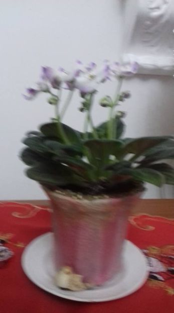  - 000 A ALE MELE VIOLETE