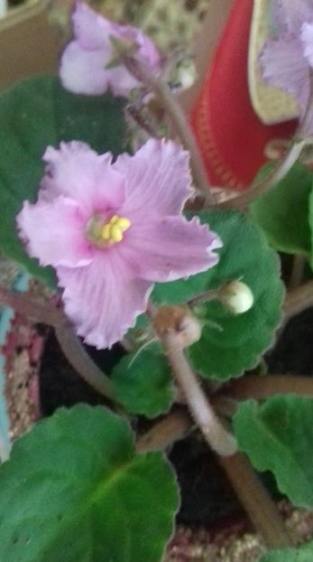  - 000 A ALE MELE VIOLETE