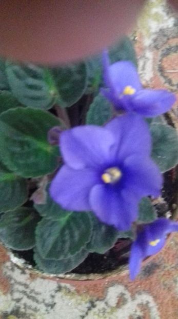  - 000 A ALE MELE VIOLETE
