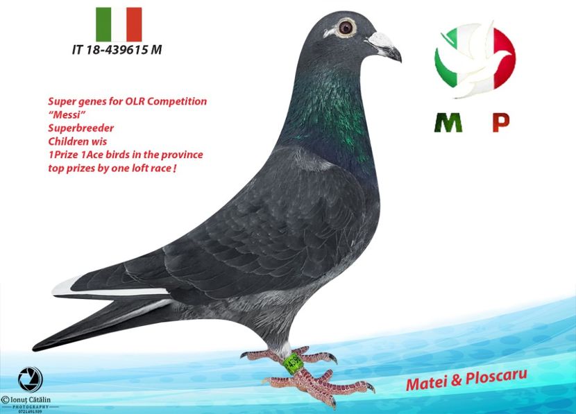 IT-18-439615-M - IT-18-439615