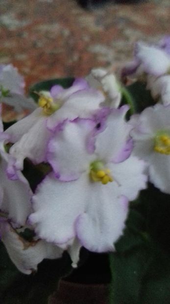  - 000 A ALE MELE VIOLETE